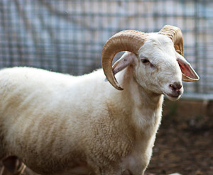Awassi Sheep
